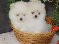 Antalya pomeranian boo köpeğimiz
