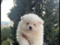 Pomeranian boo yavrularımız