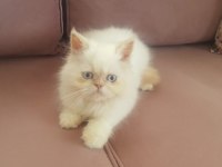 EGZOTİK KAR TOPU İRAN KEDİSİ OĞLUM