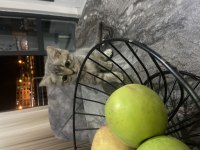 British shorthair yavru kedim