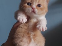RED VE RED BICOLOR ERKEK KEDİLERİMİZ