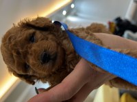 ORJİNAL TAM TOY VE TEA CUP POODLE BEBEKLER