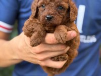 Toy Poodle Yavru