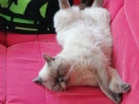 1 yaşında erkek british shorthair kısır değil