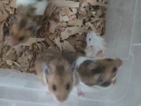 İstanbul Suriye ve Gonzales Hamsterlar