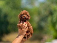 Micro teacup korea poodle