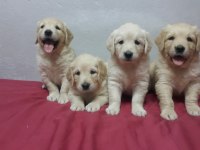 Sevimli ve Oyuncu Golden Yavrularımız.