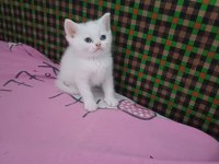 Küçük Minnak Kediler