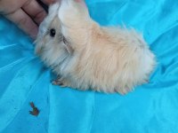 Peruvian Ginepig Yavrularımızı Göremeden Karar Vermeyin