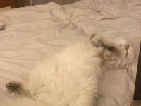British Longhair 8 Aylık Dişi