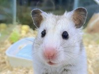 81 İLE HAMSTER BİZİMLE GÖRÜŞMEDEN KARAR VERMEYİN
