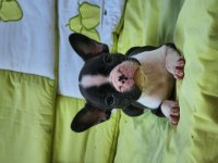 SAFKAN GÜZELLİK FRENCH BULLDOG