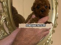 RED BROWN TOY POODLE
