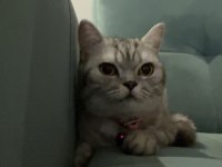 KEDİMİZ ETTİM MASRAFLARI ÇIKARAK VERİLECEKTİR ÜCRETSİZ GİBİ