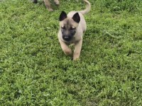 Köpeklerimiz Sevgi Dolu Yuvalarına Hazır