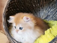 Full şecereli kucak kedisi british longhair