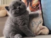 45 GÜNLÜK British Shorthair Blue
