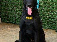 Fcı A Şecereli Malinois Yavrular