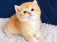 British shorthair ve longhair golden yavrular