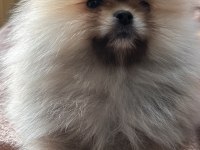 Sağlık Ve Irk Garantili Pomeranian Boo Yavrularımız