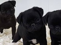 Neşeli enerjik sevimli pug
