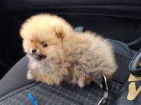 Mukemmel Kalite Teddy Bear Pomeranian Boo Yavrular