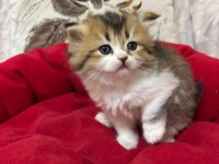 A KALİTE YAVRU KEDİLER