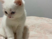 TESLİME HAZIR GÖZÜ ÇİFT RENK SCOTTİSH STRAİGHT