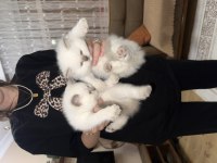 British Shorthair Blue Point (Colourpoint)