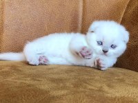 Scottish fold cinsi yavru kediler