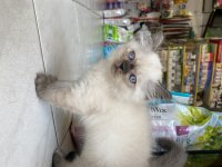 British longhair dişi 2 aylık