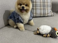 Pomeranian Boo – Pasaport ve Eğitimli Satılık