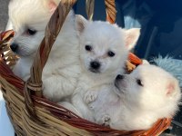 Haylaz spitz yavrularımız yeni mutlu olacağı yuvasını arıyor