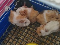yavru ve yetişkin guinea pig