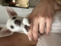 Safkan chihuahua bebeğim