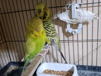 Jumbo hazır takım muhabbet kuşu