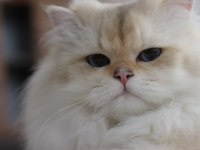 British Longhair Erkek 3.5 Yaşında ny1133