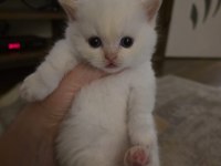 MUNCKİN CÜCE KEDİ ARAYANLARA