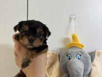 Yorkshire terrier bebek köpeklerimiz