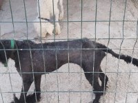 Standart poodle 2,5 yaşında