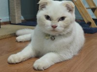 Scottish fold blue kedimiz