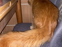 Tatlı Maine Coon Kedimiz