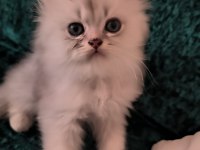 British Longhair Erkek Yeni Evini Arıyor