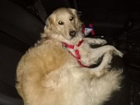 Ömürlük yuva golden retriever