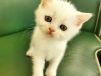 Sağlıklı british shorthair yavrular