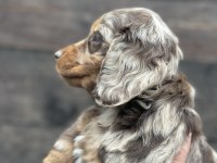 Dachshund Bebekler Tüm güzelliğiyle