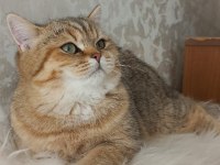 Full Şecereli Safkan British Shorthair Yavrularımız
