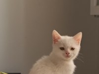 Sevimli iki bacı kedimiz