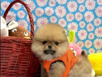Safkan pomeranian yavrular