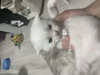 Scottish fold yavrular
